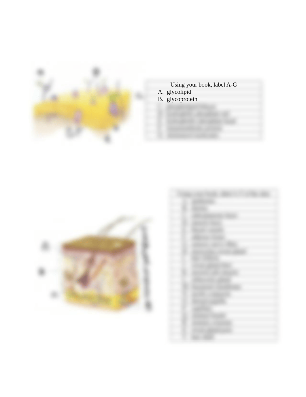 Cells - Skin diagram_dmf99kwx12f_page2