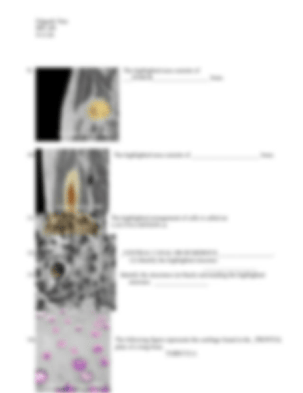 Histology.docx_dmfdfwhxb0o_page3