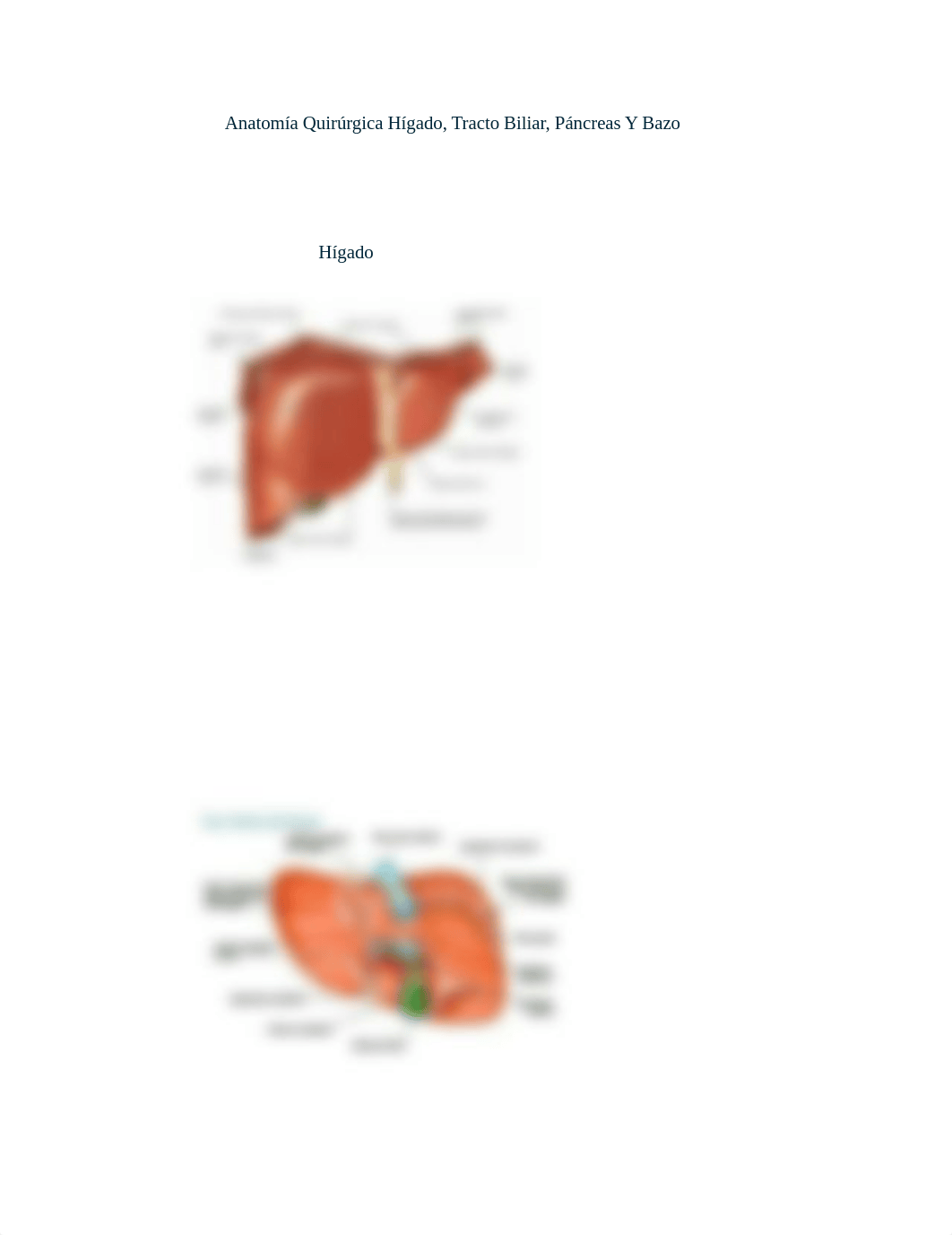 Anatomía Quirúrgica Hígado.docx_dmg2xt4f50t_page3