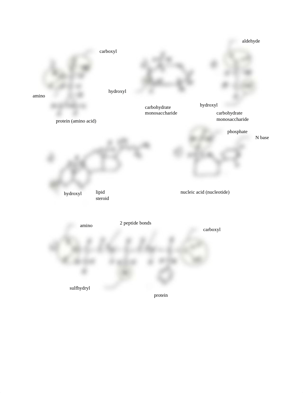 biomoleculeworksheetudpatedKEY_dmgkfreo918_page2