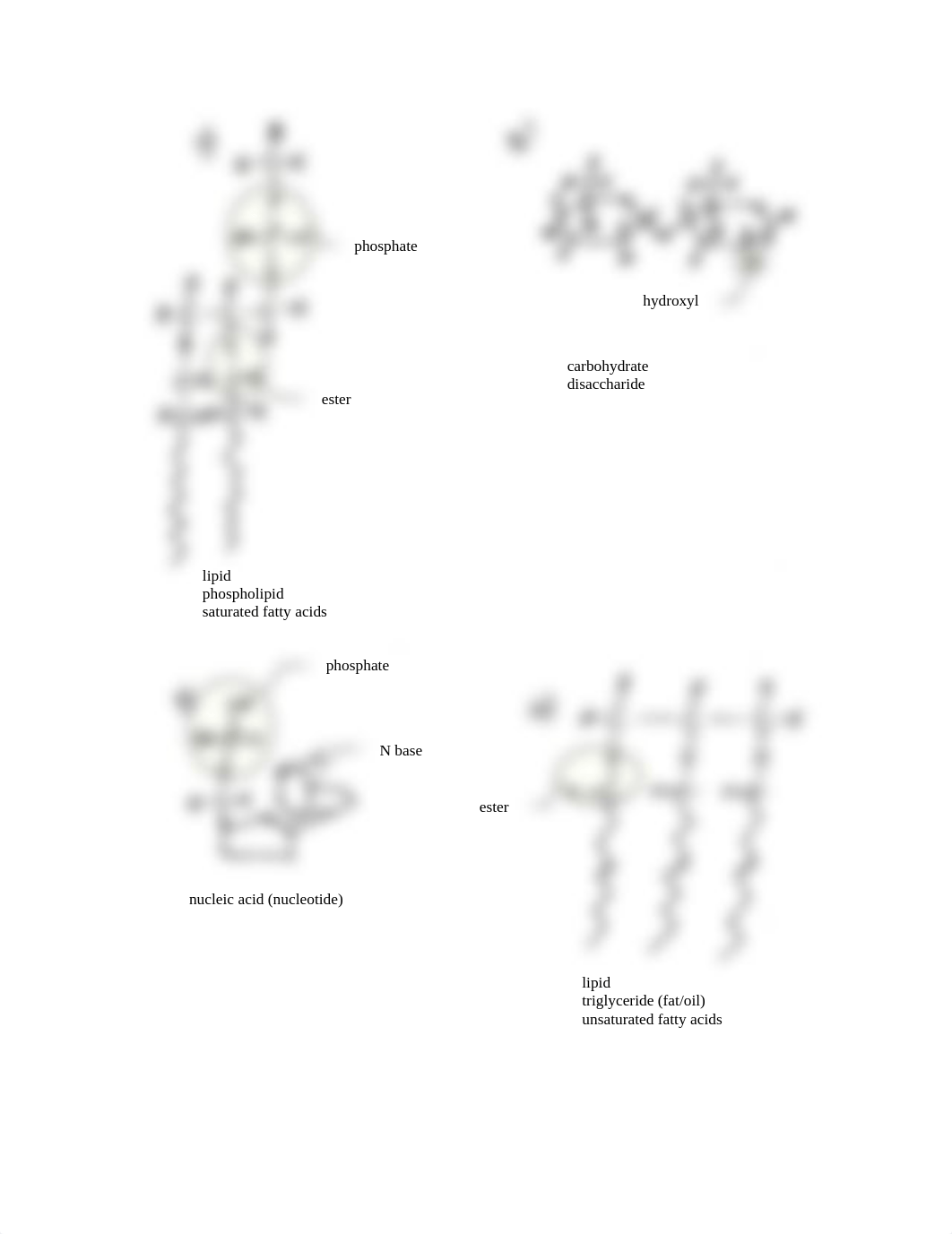 biomoleculeworksheetudpatedKEY_dmgkfreo918_page3