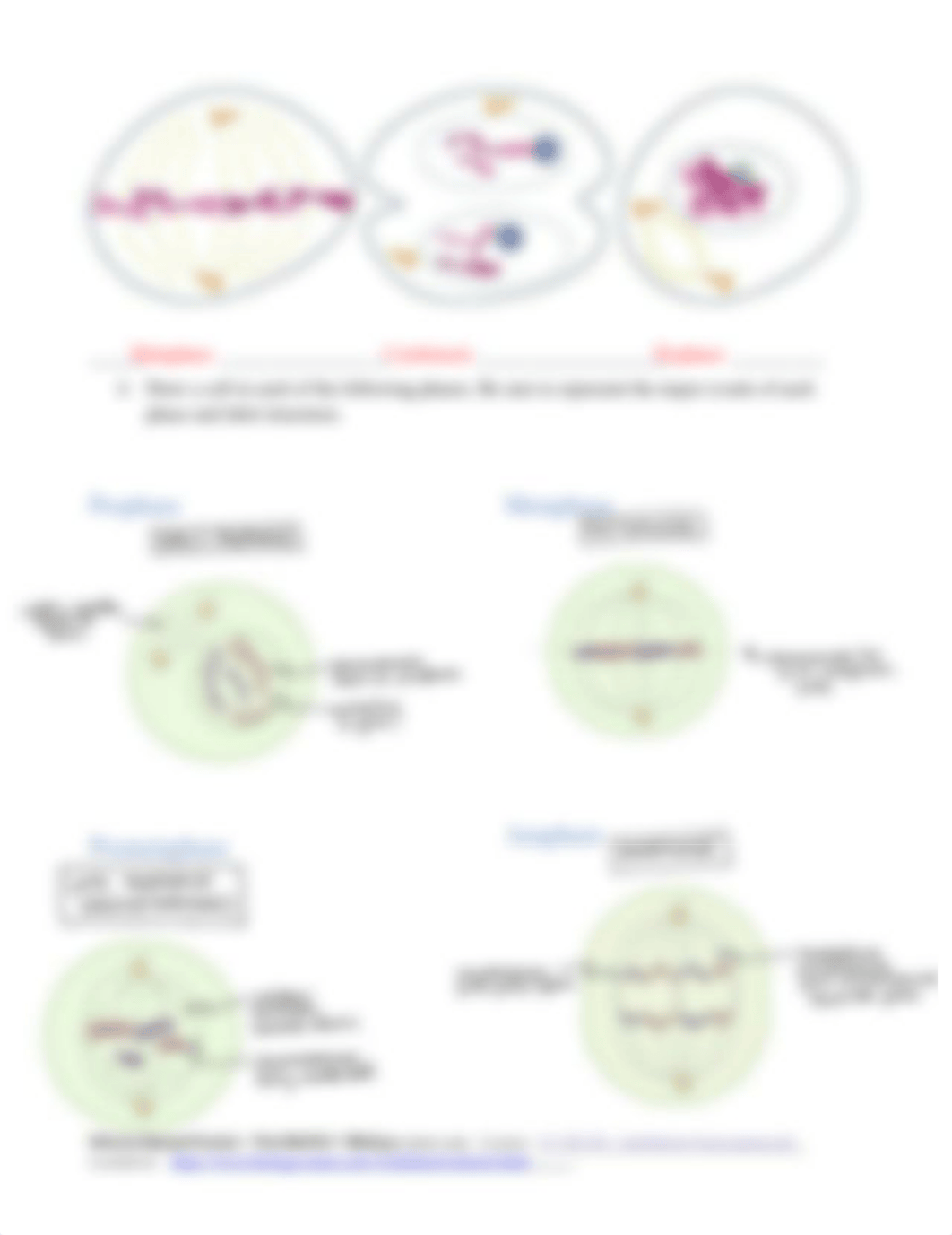 LAB 5 Me+Mitosis.pdf_dmh2e2lrgsb_page2