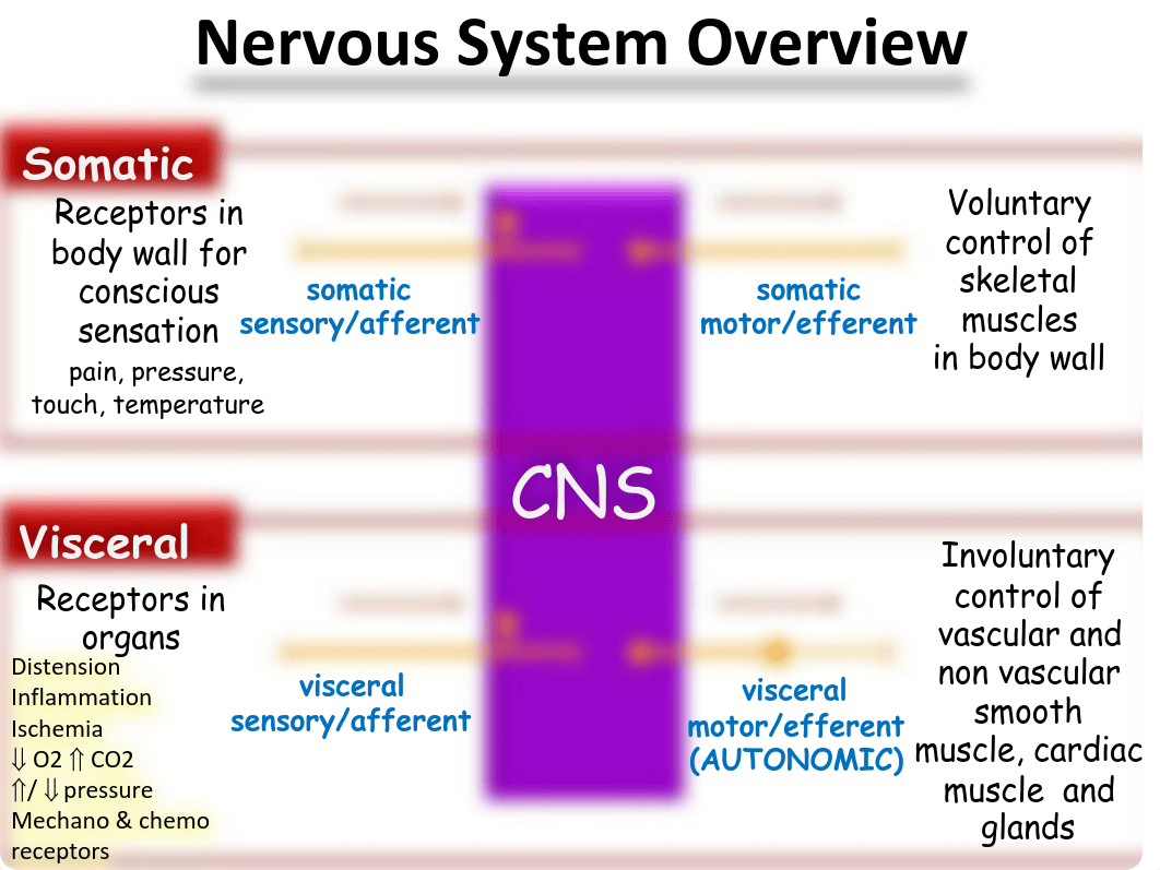 DM+2_Autonomics+of+Abdomen_dmhvxv4tsgg_page5