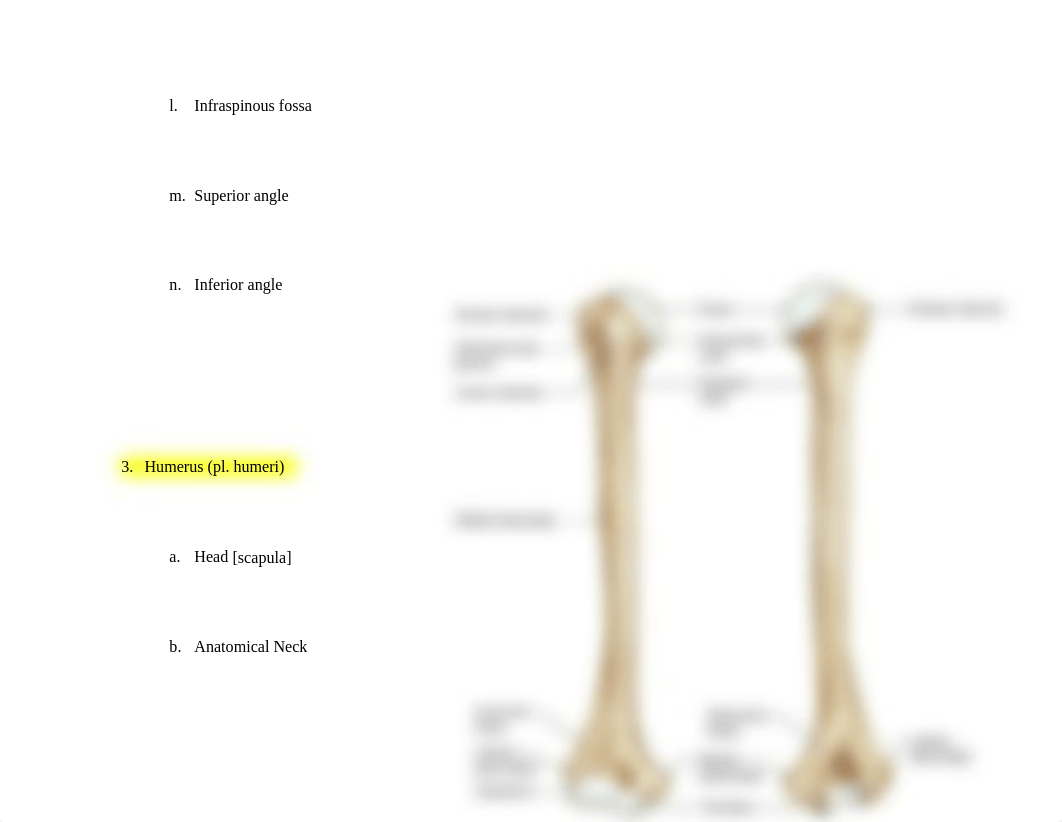 Handout_5_EXAM_III_Osteology_dmjmv505n8f_page4