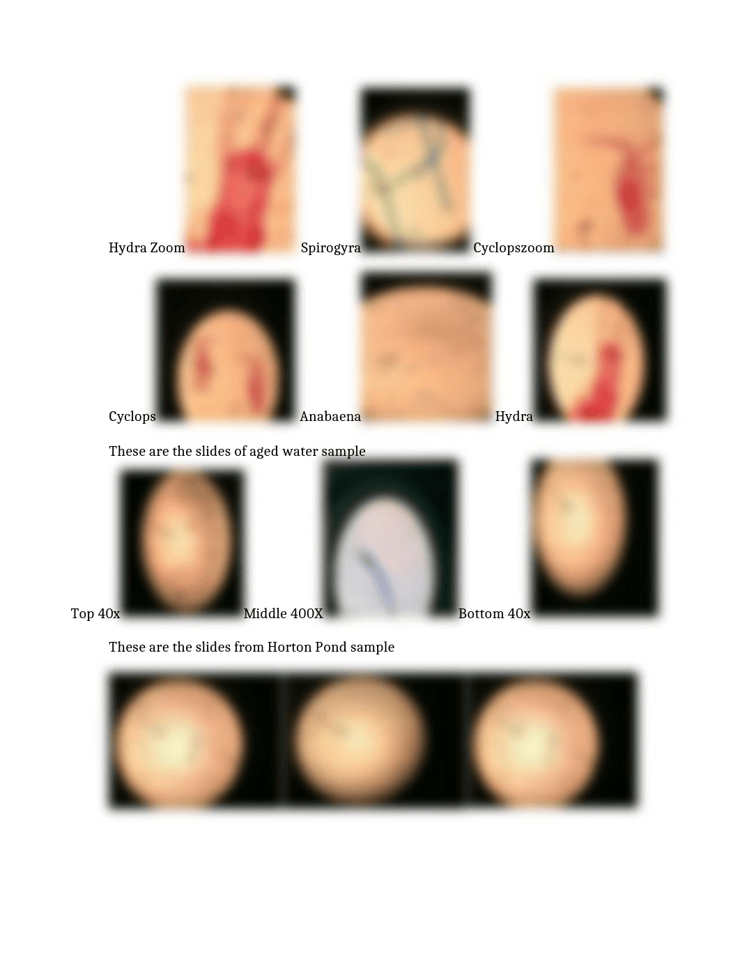 POND LIFE lab.docx_dmjnao2xfe4_page2