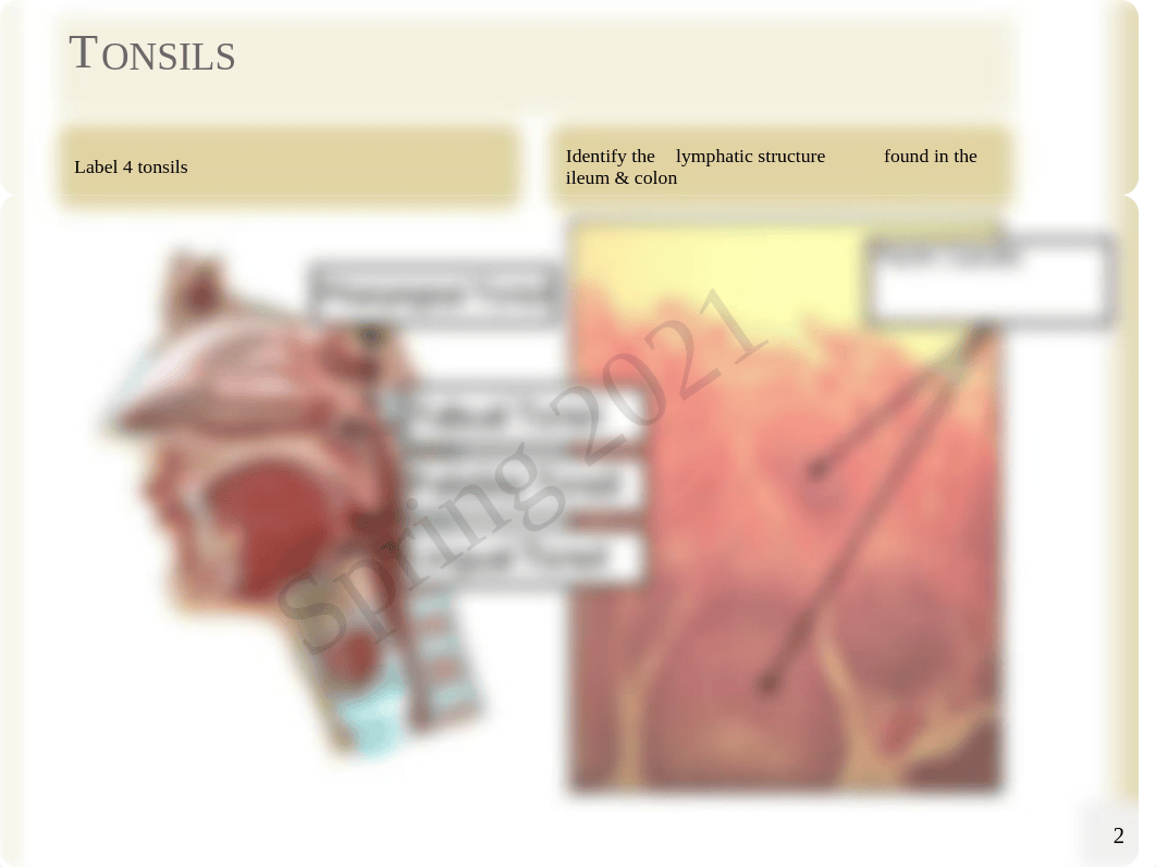 Bio 202 Ch20 Lymphatic Lab.pdf_dmk1hdjtpbq_page2