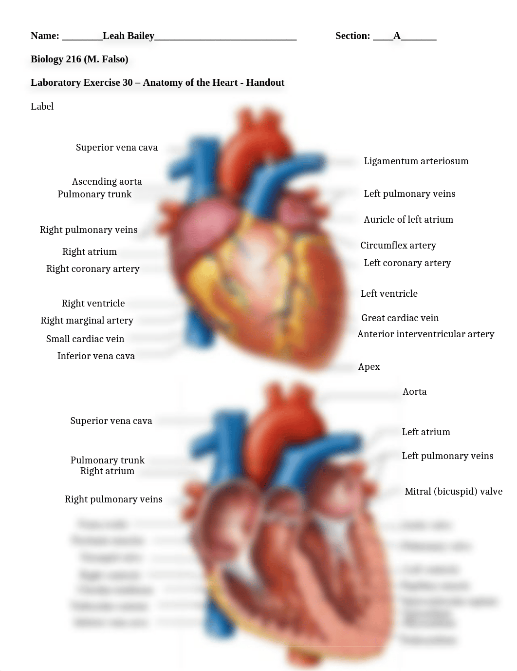 Lab Handout Ex 30 Online.docx_dmk798p6lqs_page1