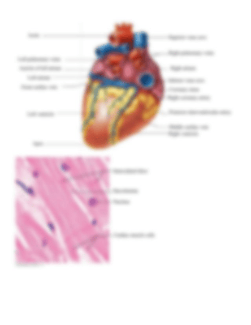 Lab Handout Ex 30 Online.docx_dmk798p6lqs_page2