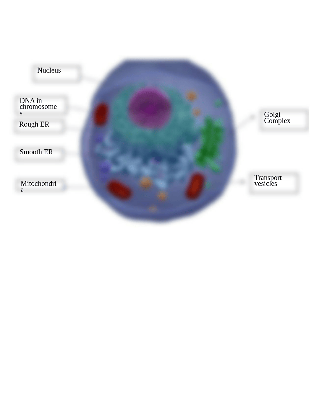 cells and cellular lab.docx_dmklbp4a1kz_page2