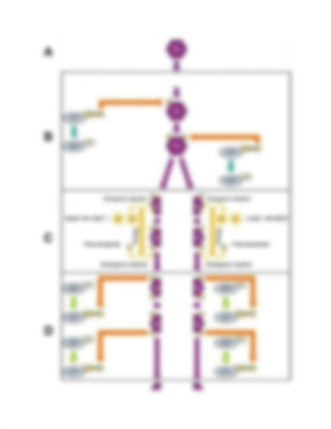 Unit 2 - Cellular Respiration Study Guide.docx_dmkm6lumhr9_page5