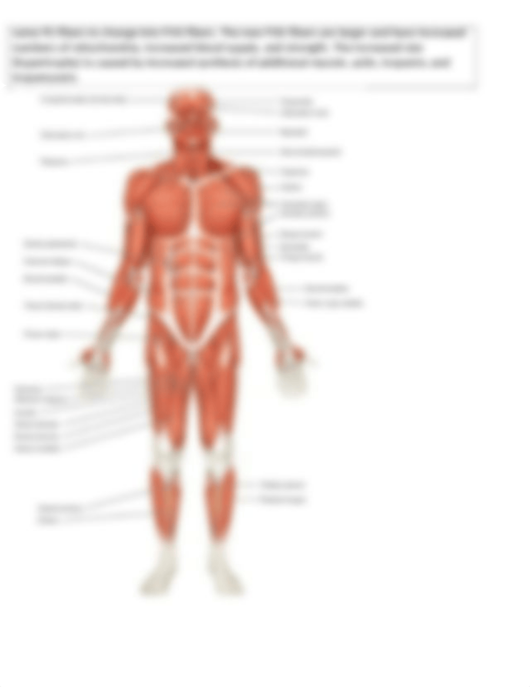 LAB 4 muscles study guide_dmkr8nz5ni8_page3