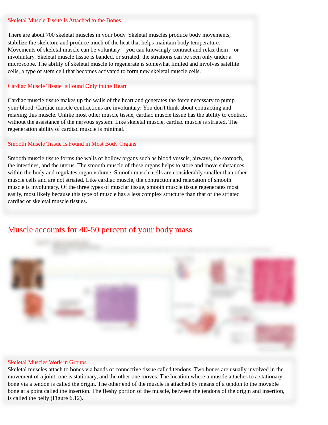 LAB 4 muscles study guide_dmkr8nz5ni8_page1