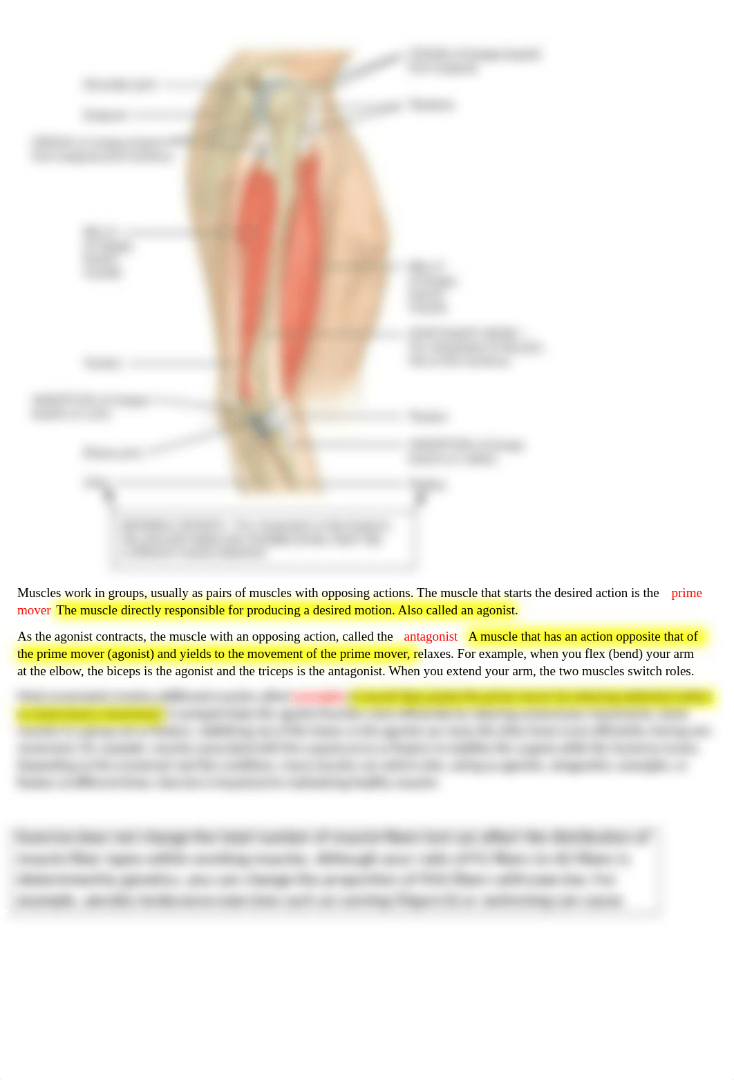 LAB 4 muscles study guide_dmkr8nz5ni8_page2