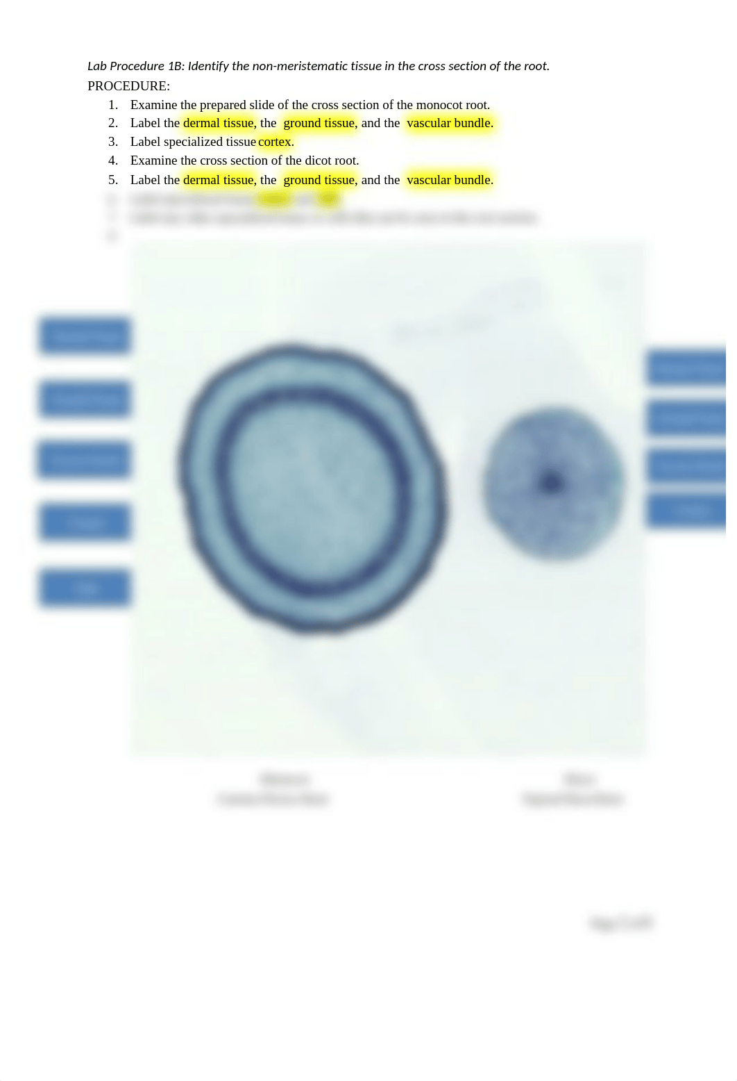 Seeds_Cells_Tissues Lab.docx_dml39f9z2v7_page2