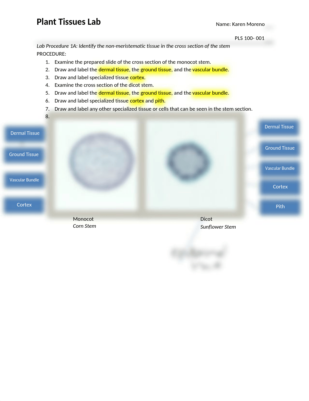 Seeds_Cells_Tissues Lab.docx_dml39f9z2v7_page1