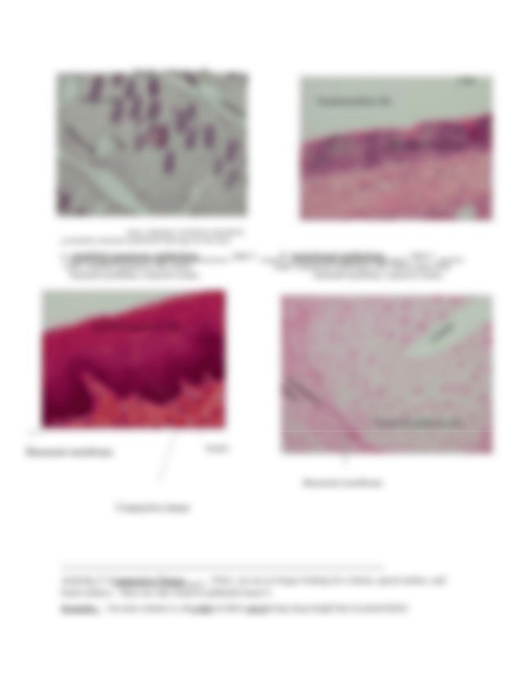 2 Ch.4-5 Online Guide 2 -Labs 6&7 Tissues&Integ.pdf_dmle3rrk5p6_page3