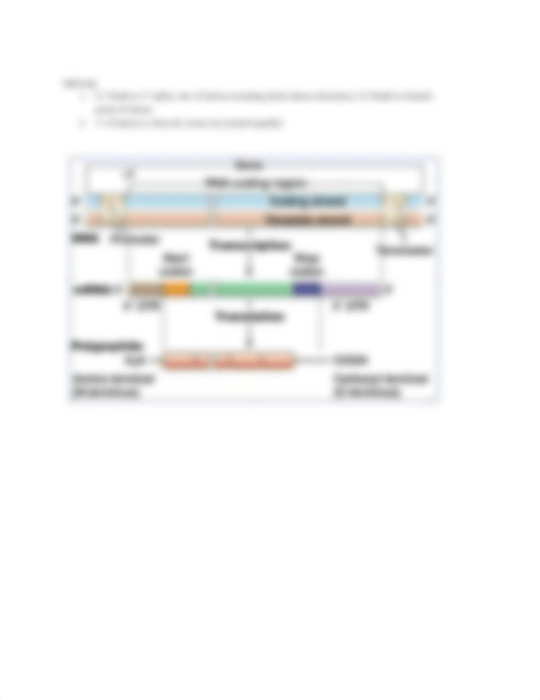 BIO340 Elements involved in replication.pdf_dmm7aqktlzq_page2