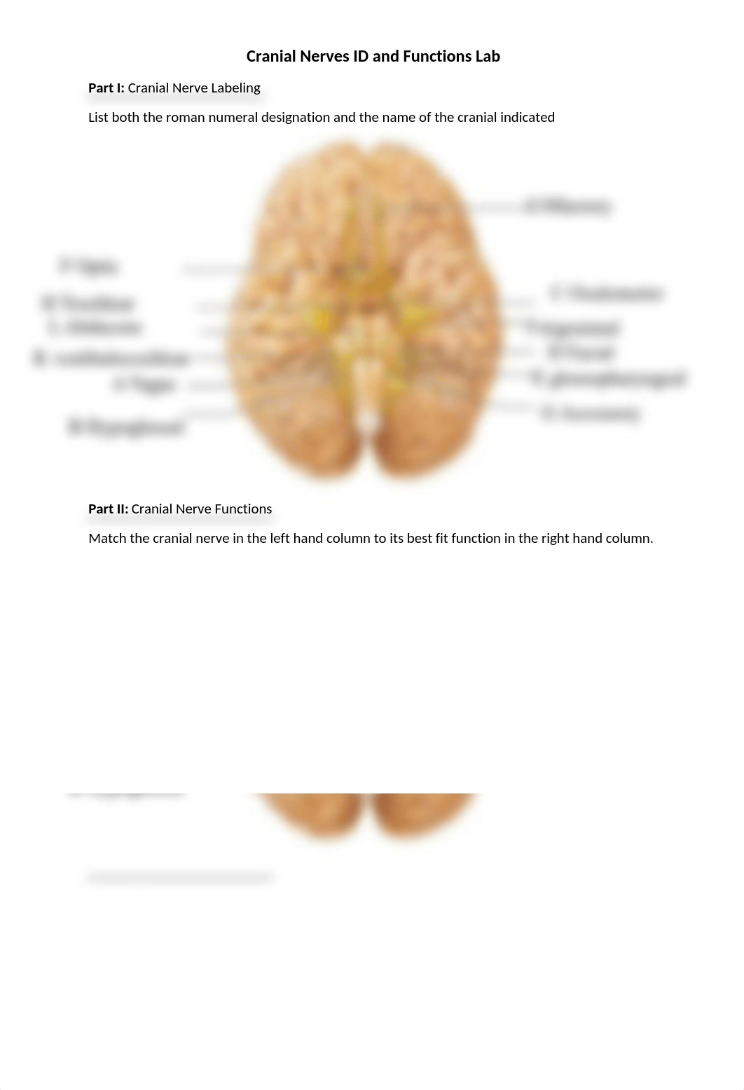 Cranial Nerves ID and Functions Lab .docx_dmm9clf2icp_page1