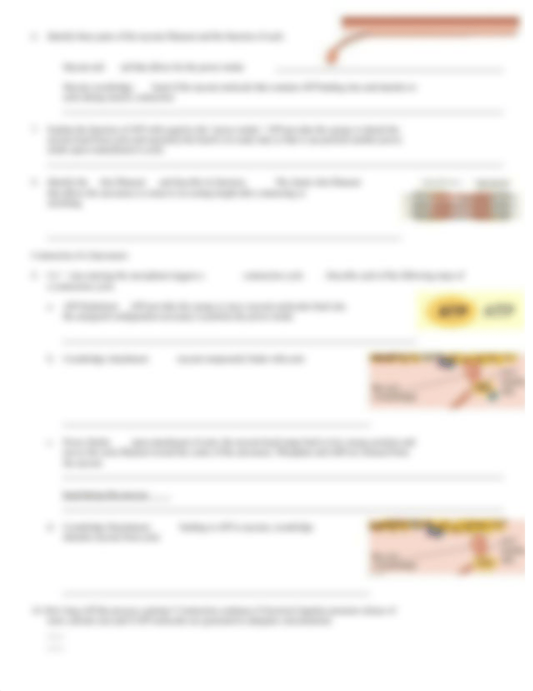 Contraction of skeletal muscle cells.doc_dmnow8ktzox_page2