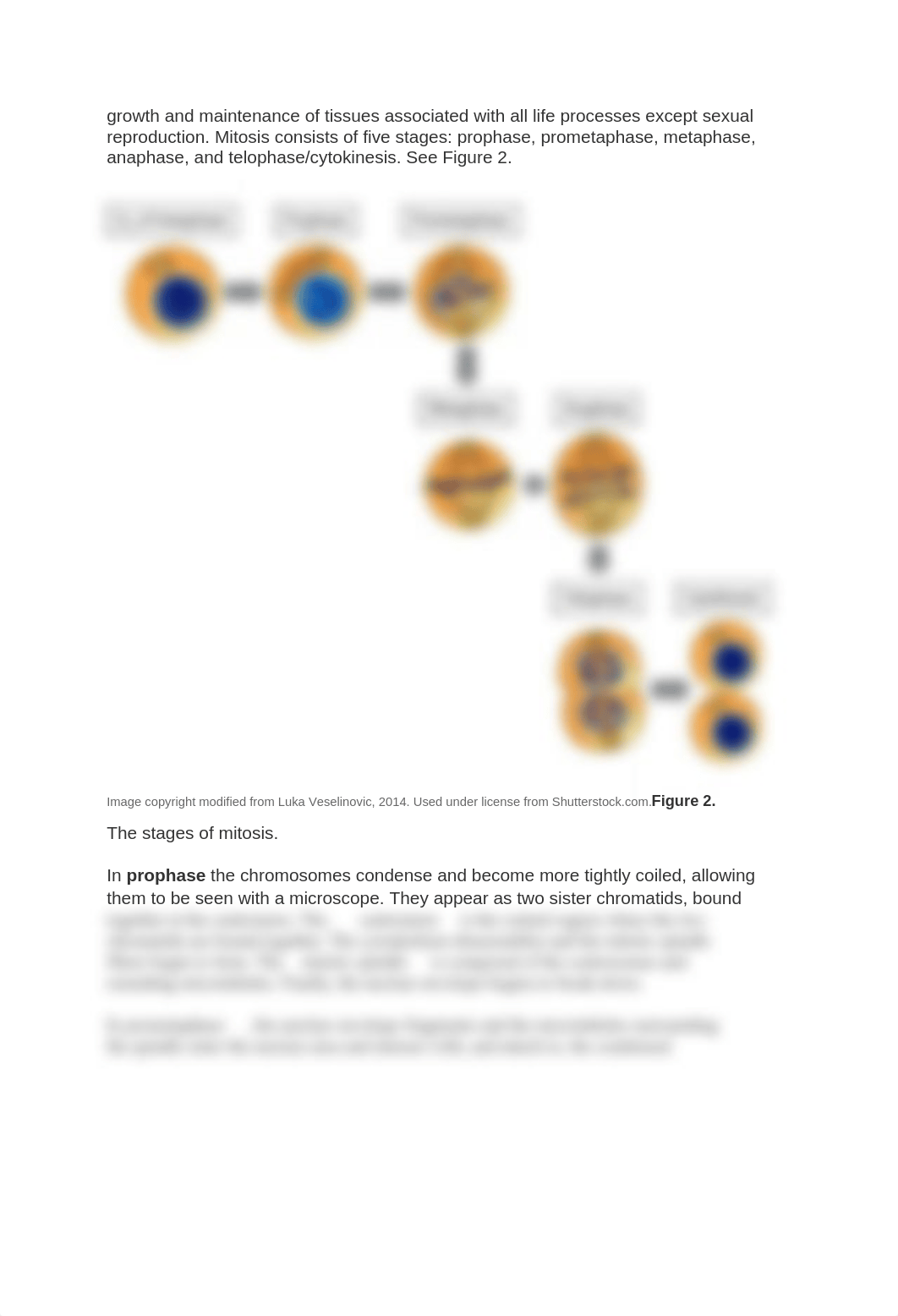 mitosis and meiosis lab.docx_dmoahzieb5y_page4