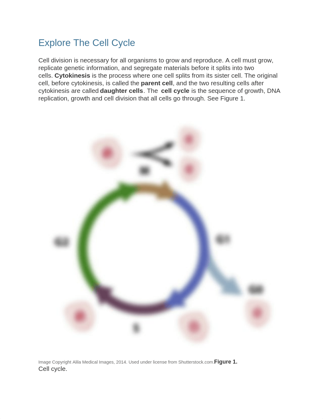 mitosis and meiosis lab.docx_dmoahzieb5y_page2