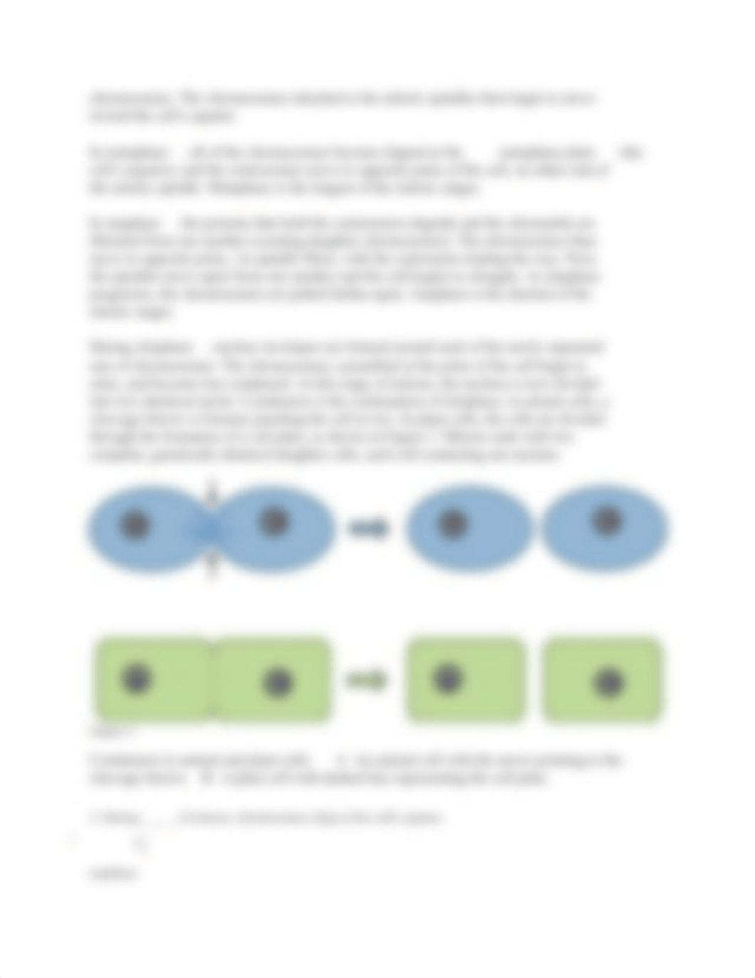 mitosis and meiosis lab.docx_dmoahzieb5y_page5