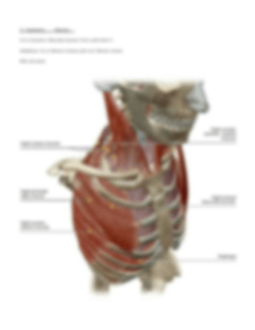 Lab_Activity-Muscles_of_the_Abdomen.Thorax_updatedF19.docx_dmoxxityzjs_page4