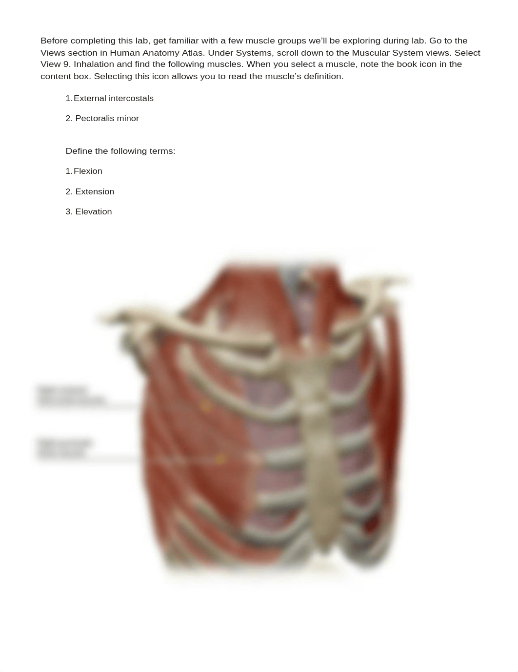 Lab_Activity-Muscles_of_the_Abdomen.Thorax_updatedF19.docx_dmoxxityzjs_page2