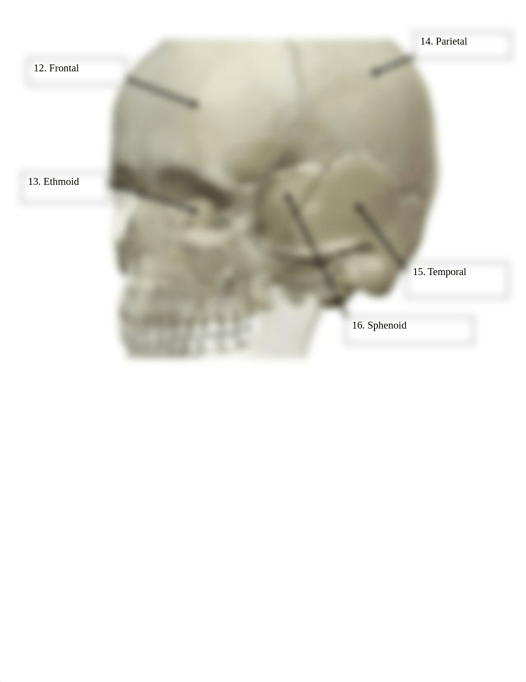 BIO 210 Lab 5 The Skull Via Visible Body SP2022 FINAL.docx_dmpflau3jpn_page4