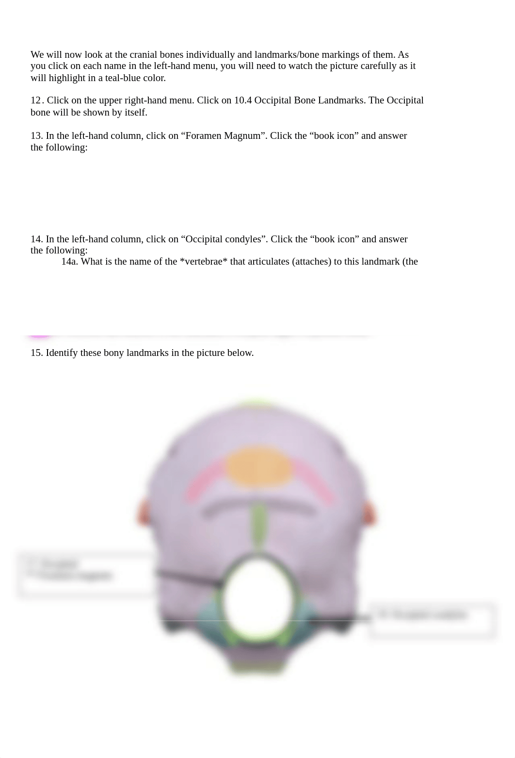 BIO 210 Lab 5 The Skull Via Visible Body SP2022 FINAL.docx_dmpflau3jpn_page5