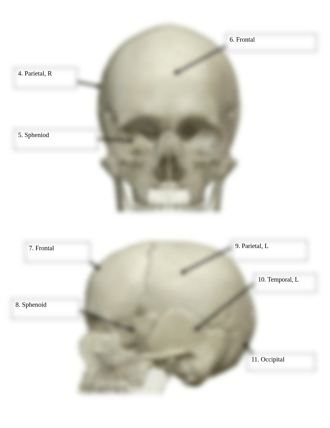 BIO 210 Lab 5 The Skull Via Visible Body SP2022 FINAL.docx_dmpflau3jpn_page3