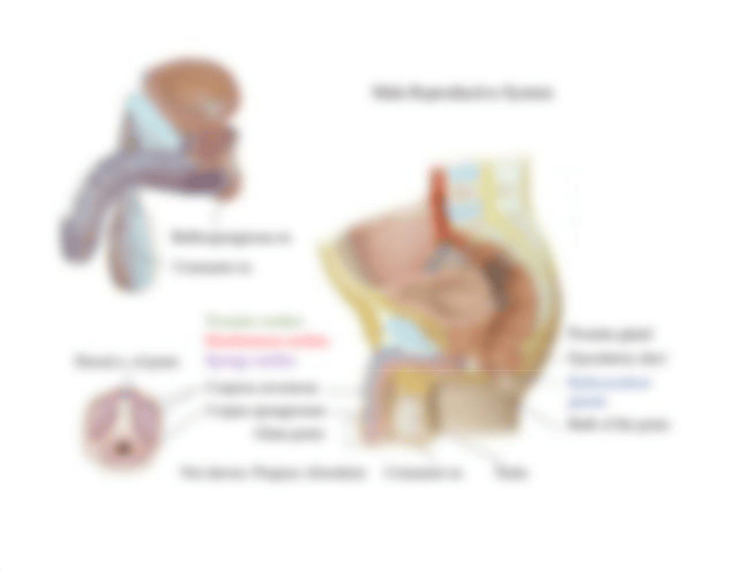 Bio 103 Lab 9 Reproductive Labelled.pdf_dmprbp1rh1a_page5