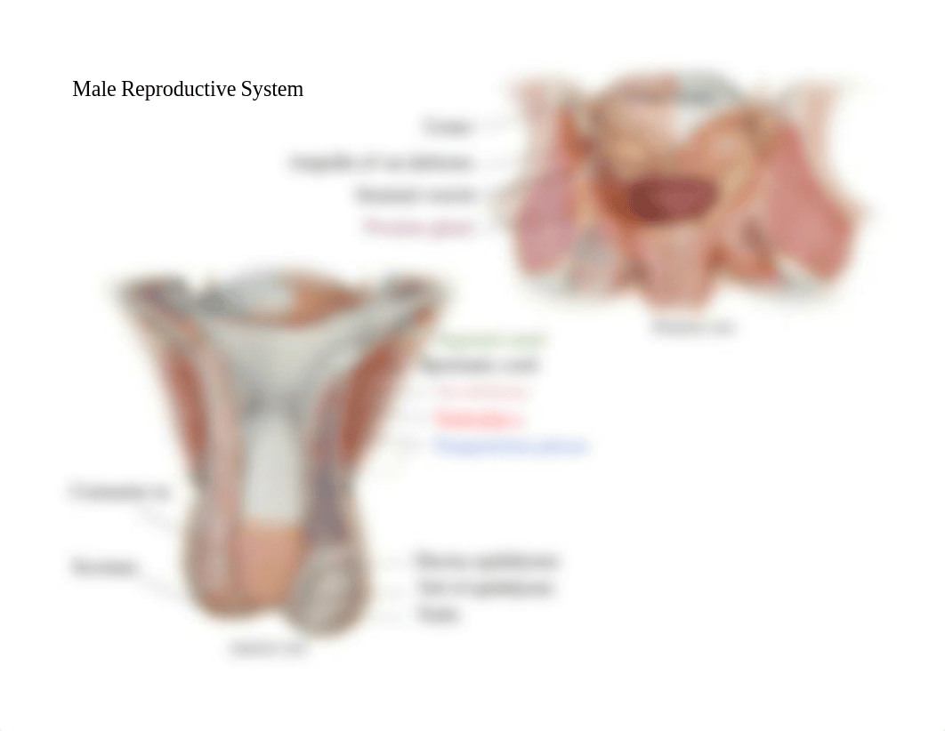 Bio 103 Lab 9 Reproductive Labelled.pdf_dmprbp1rh1a_page4