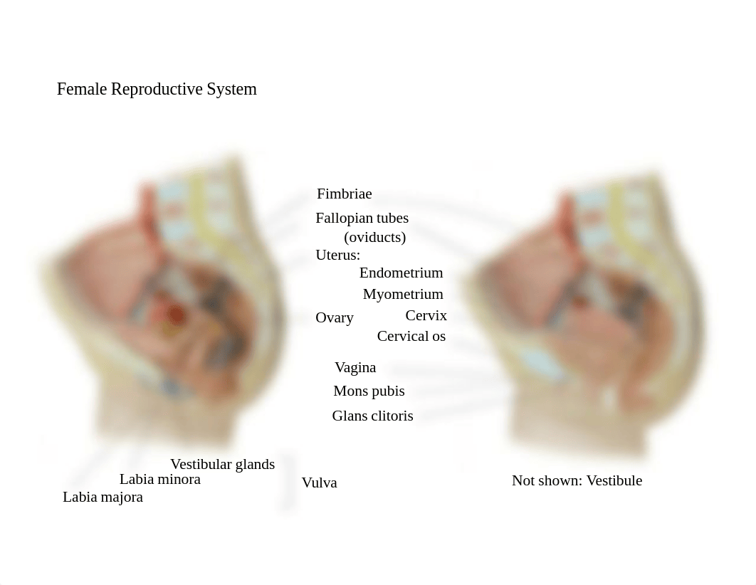 Bio 103 Lab 9 Reproductive Labelled.pdf_dmprbp1rh1a_page1