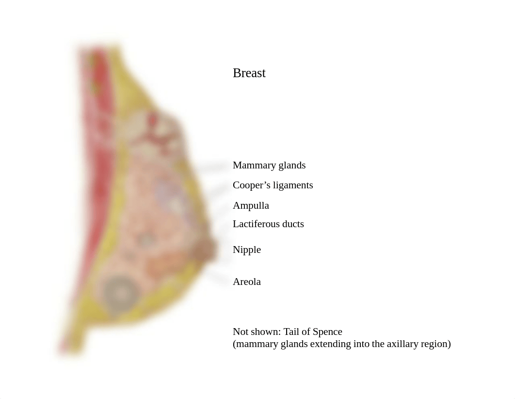 Bio 103 Lab 9 Reproductive Labelled.pdf_dmprbp1rh1a_page2