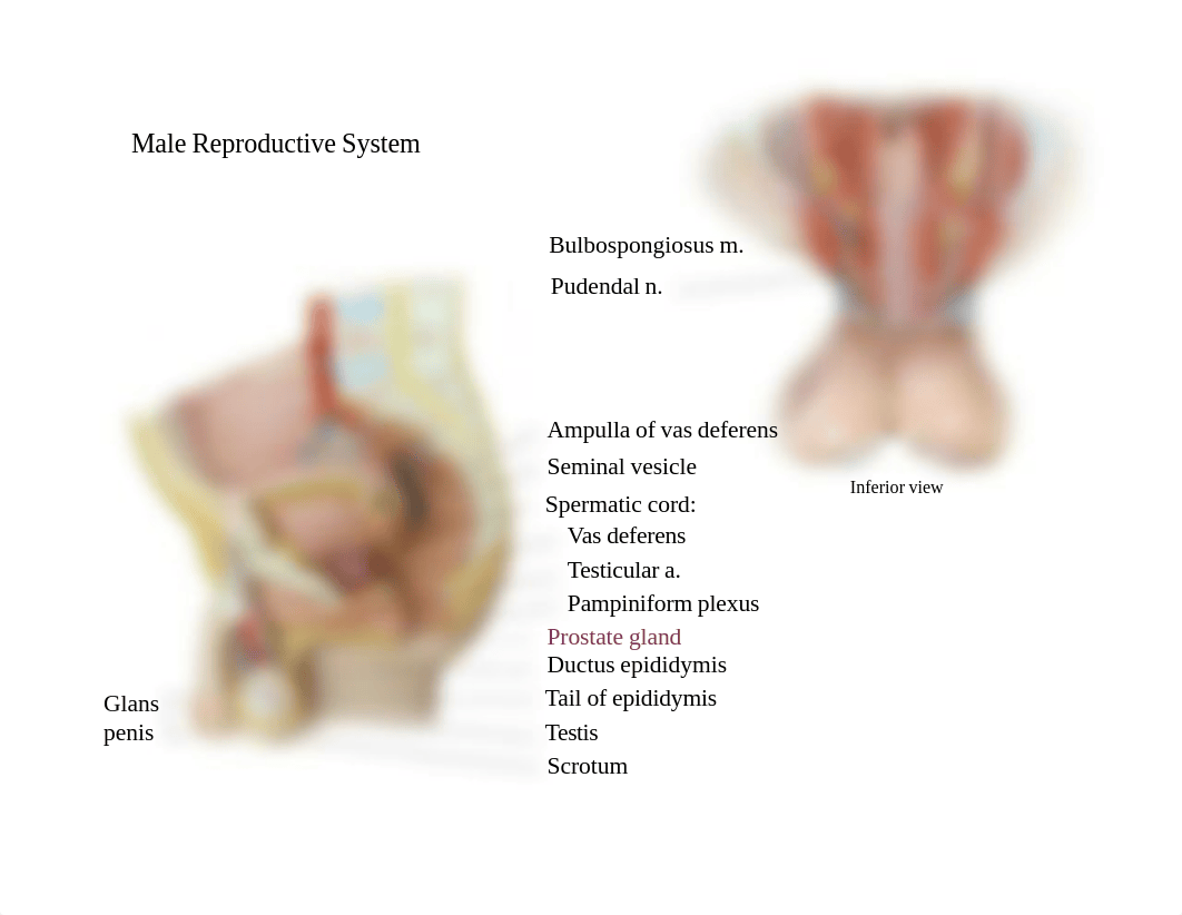 Bio 103 Lab 9 Reproductive Labelled.pdf_dmprbp1rh1a_page3