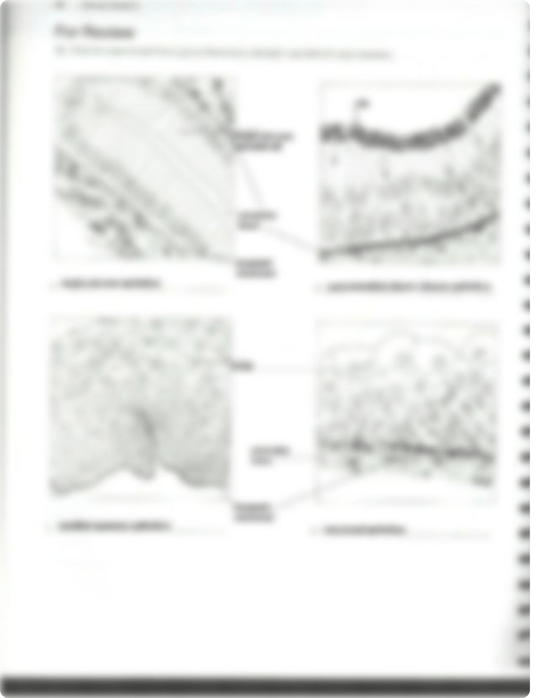 Classification of Tissues Review Sheet Exercise 5 Answers_dmq839f0uhd_page4