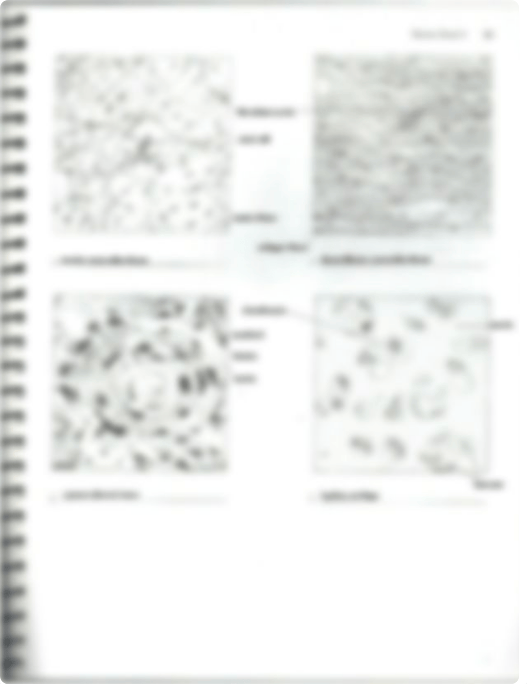 Classification of Tissues Review Sheet Exercise 5 Answers_dmq839f0uhd_page5