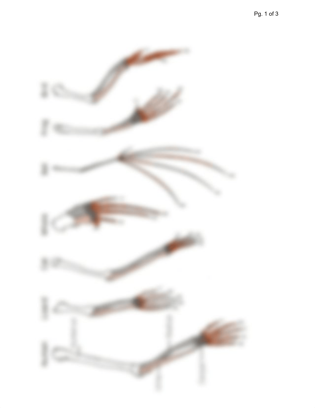 (Amara's)Evidence of Evolution Comparative Activity.pdf_dmqrwrc5z6z_page1