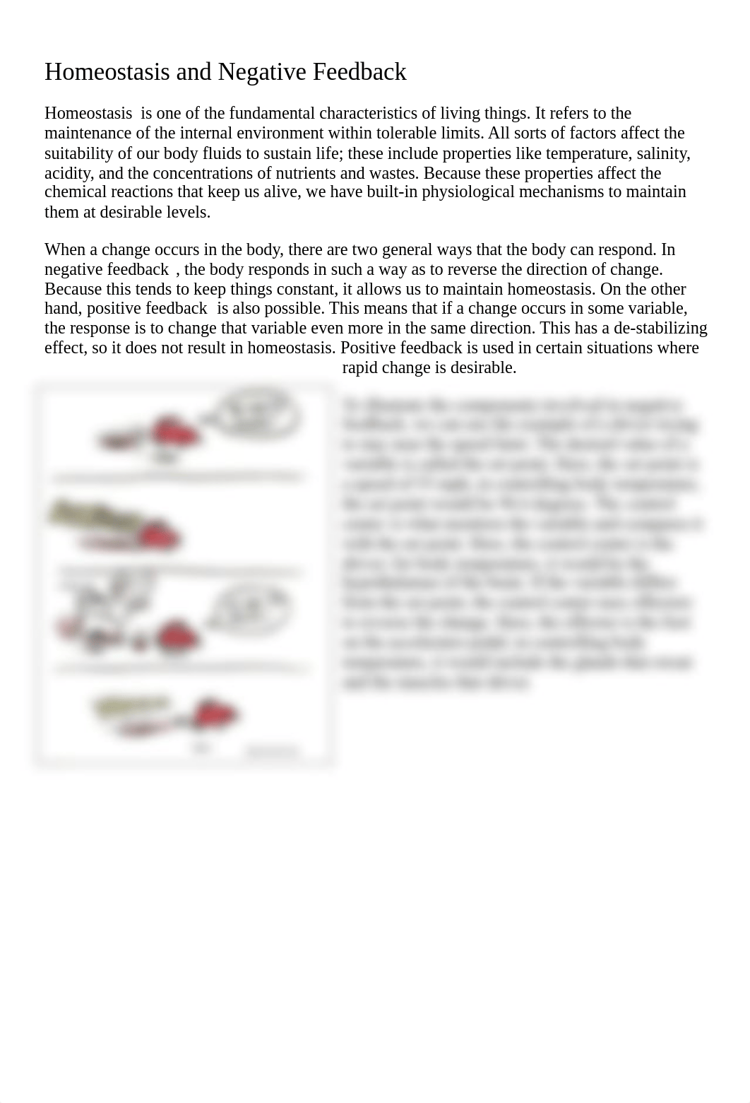 Maribelle Buli - Homeostasis and Negative feedback worksheet.doc.pdf_dmqvr4ovtjc_page1