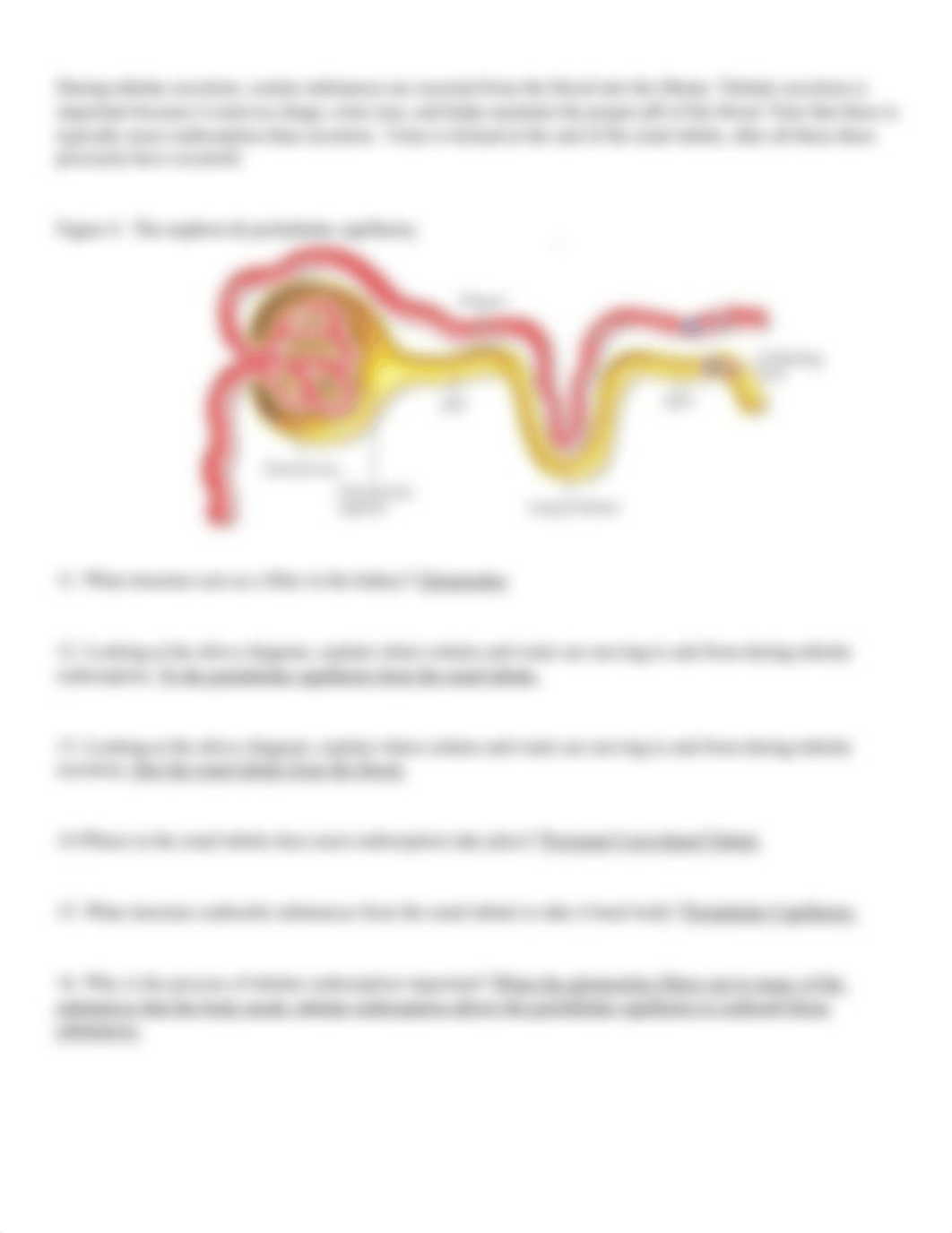 Kidney Anatomy and Physiology Worksheet.docx_dmr0awqsaop_page3