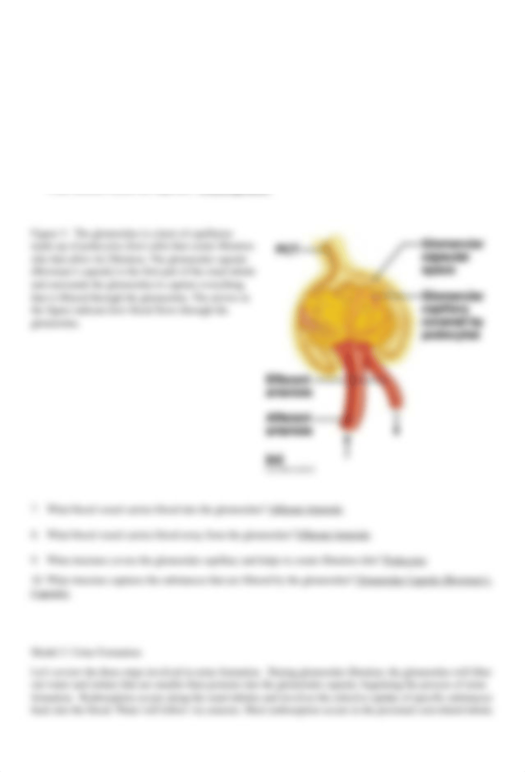 Kidney Anatomy and Physiology Worksheet.docx_dmr0awqsaop_page2