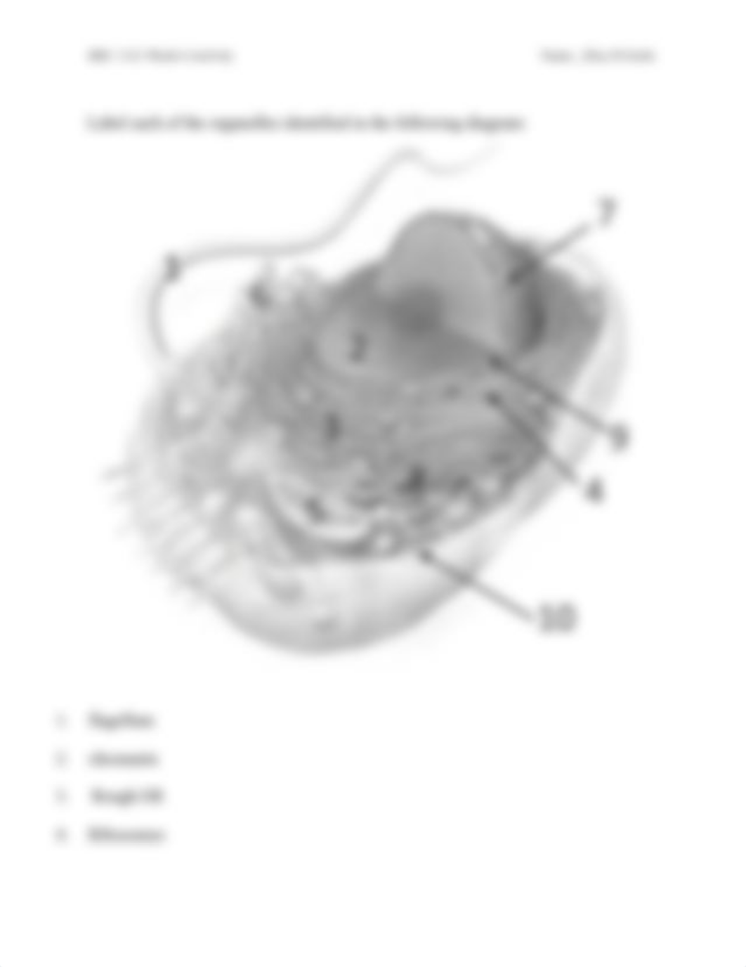 Organelles Activity week 7 answered.docx_dmr59jifapd_page2