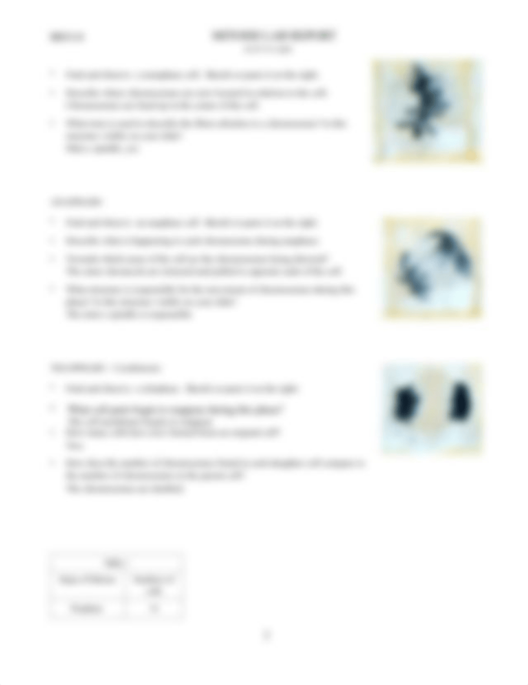 mitosis lab report.pdf_dmrq31u9pc7_page2