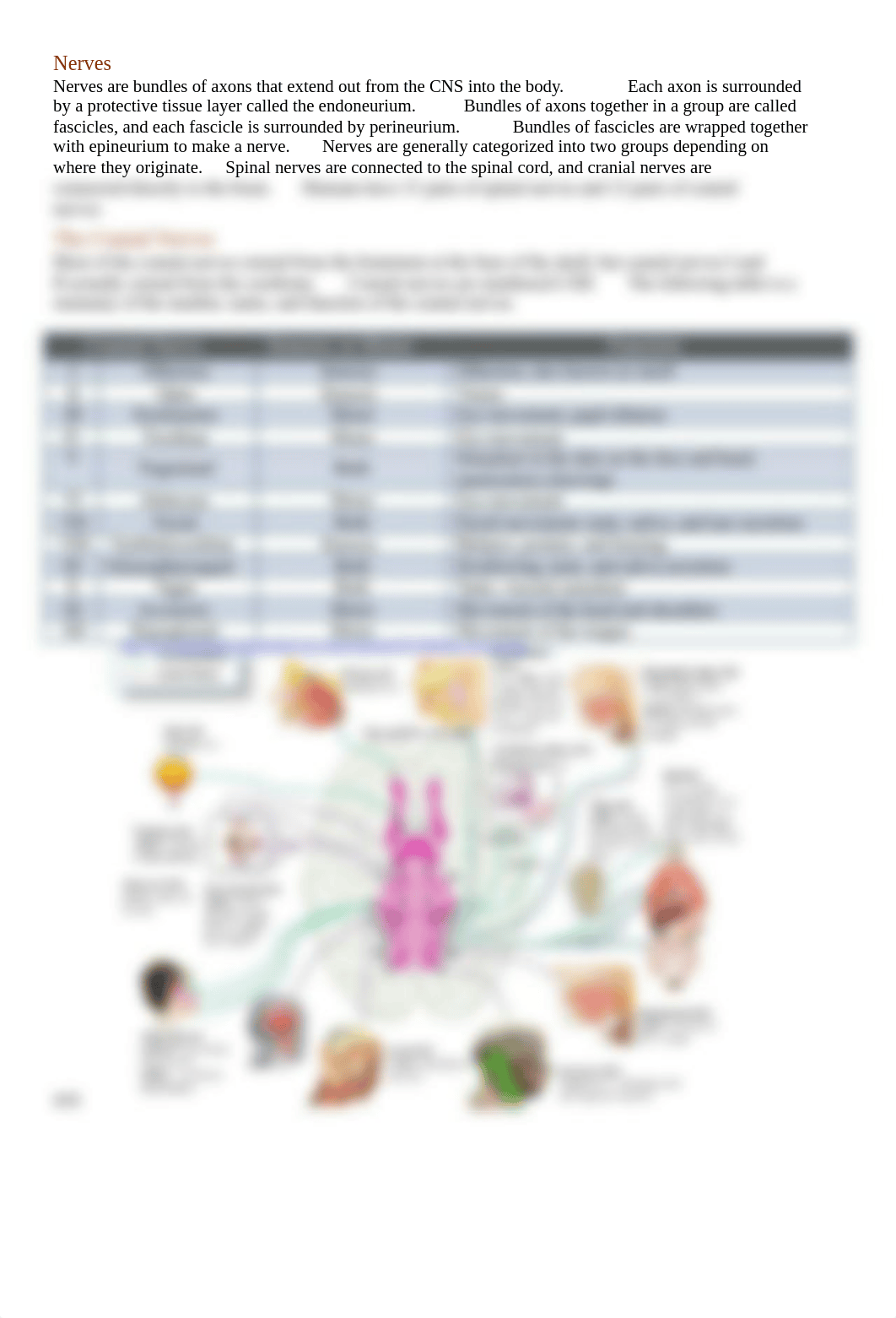 Cranial_Nerves_Stations_.docx_dms8gbpgh59_page2