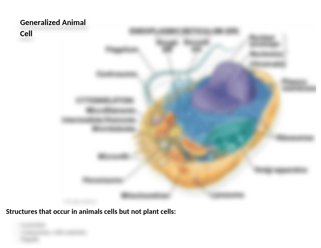 Generalized Animal Cell with Labels.docx_dmscighwgwl_page1