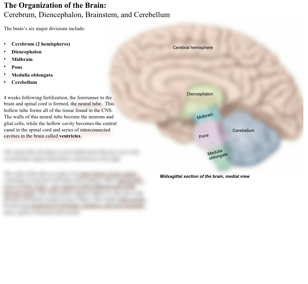 02 Brain and Cranial Nerves.pdf_dmtpzlsbzsb_page3