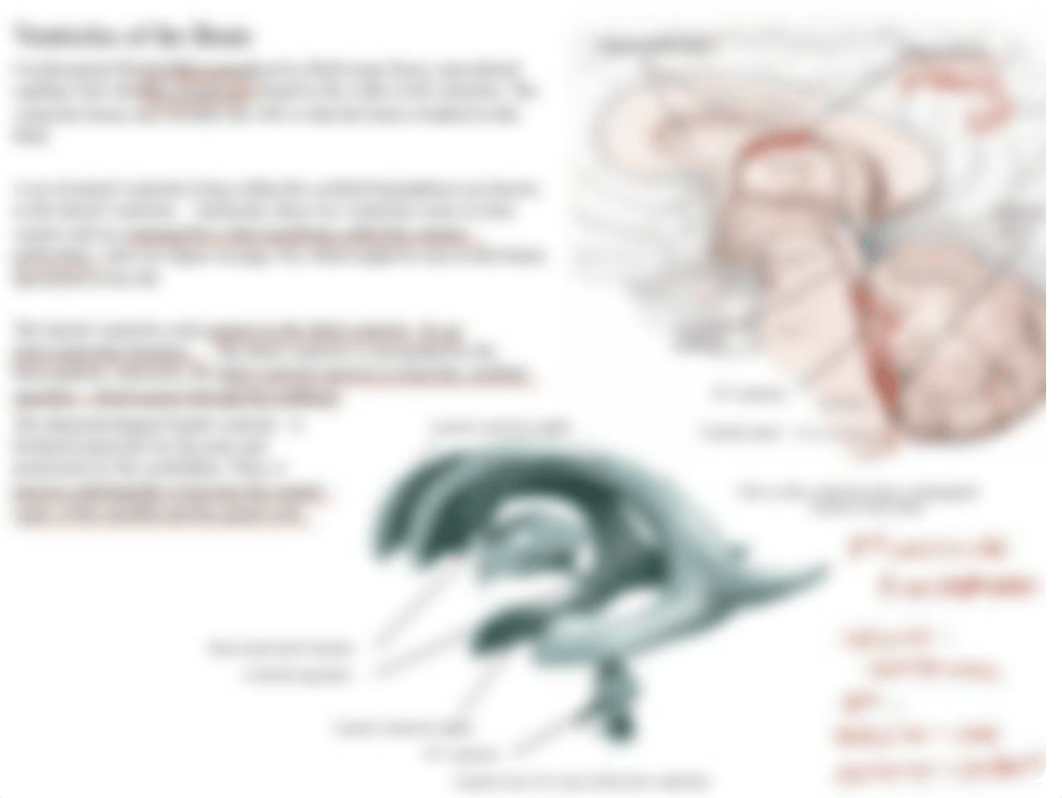 02 Brain and Cranial Nerves.pdf_dmtpzlsbzsb_page4