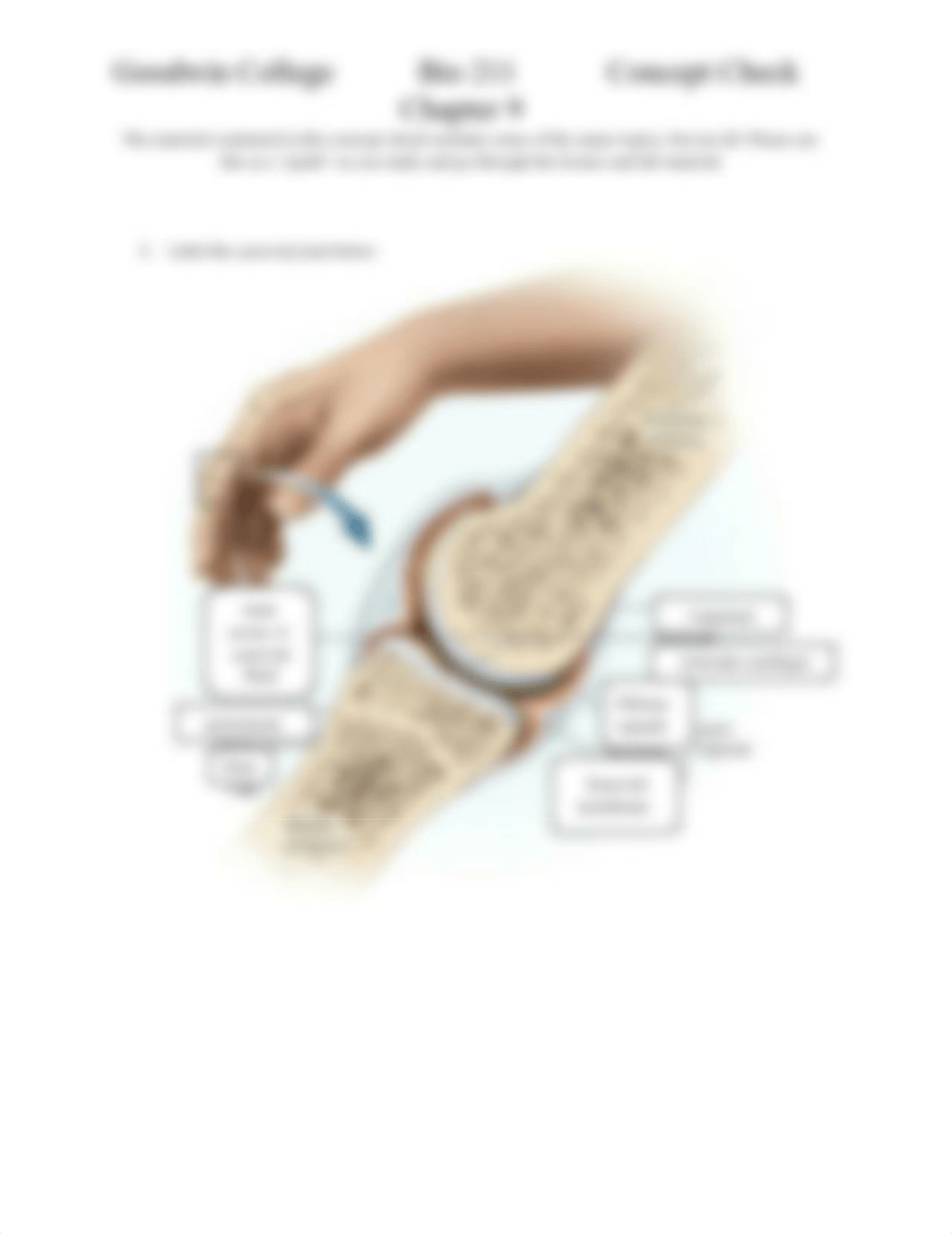 Emma Smyth - Chapter 9 Concept Check BIO211(1).docx_dmu8jn94o5e_page3