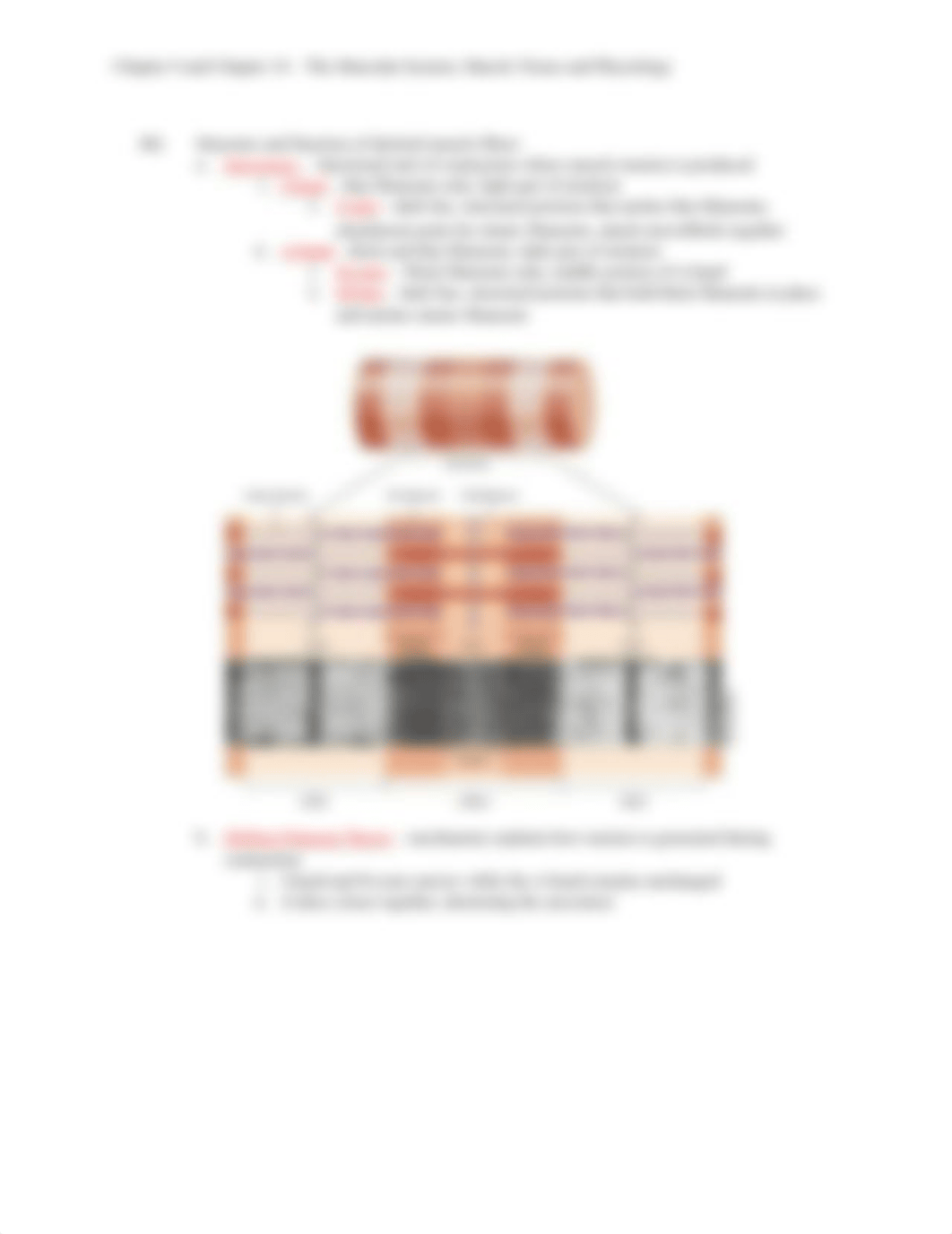 Chapter 9 and Chapter 10 - The Muscular System, Muscle Tissue and Physiology.docx_dmv2qgr2tqs_page3